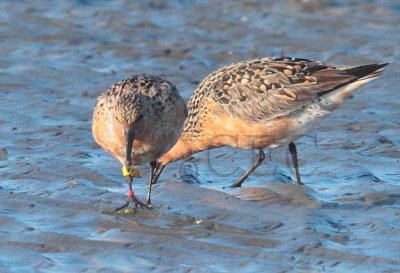 Red Knots, May 2012 Grays Harbour  _EZ65691 copy.jpg