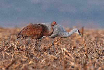 Unusual Cranes