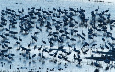 Crane Roost (best viewed as slide show)