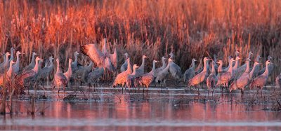 general_cranes