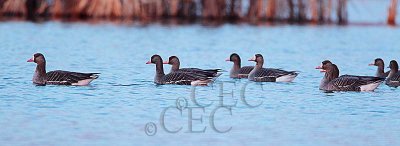 Greater White-fronted Geese _EZ52767 copy.jpg