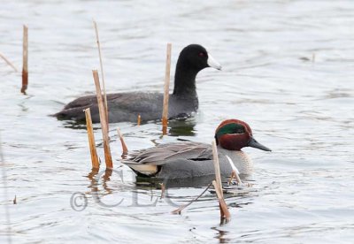 Green-winged Teal, with American Coot_EZ53196 copy.jpg