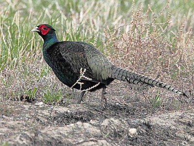 Green Pheasant or similar, Potholes State Park  _EZ52803 copy.jpg