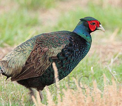 Green Pheasant or similar, Potholes State Park  _EZ52808 copy.jpg