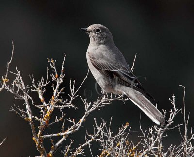 Townsend's Solitaire, near canyon nest  _EZ52342 copy.jpg