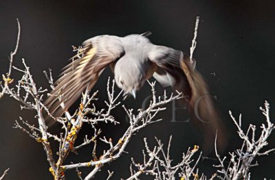 Townsend's Solitaire in flight _EZ52343 copy.jpg