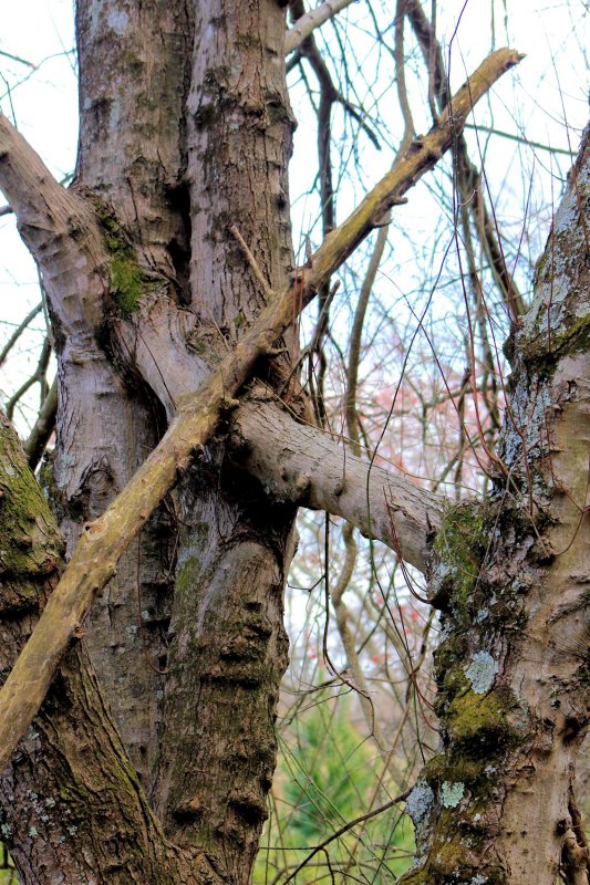 Unusual, same Old Red Maple tree, trying out my new 75 to 300mm lens