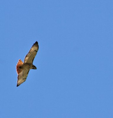 Picture of a Red tail Hawk made Around the House to Day 4/6/13-1
