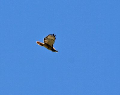 Picture of a Red tail Hawk made Around the House to Day 4/6/13-2