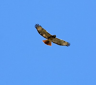 Picture of a Red tail Hawk made Around the House to Day 4/6/13-3