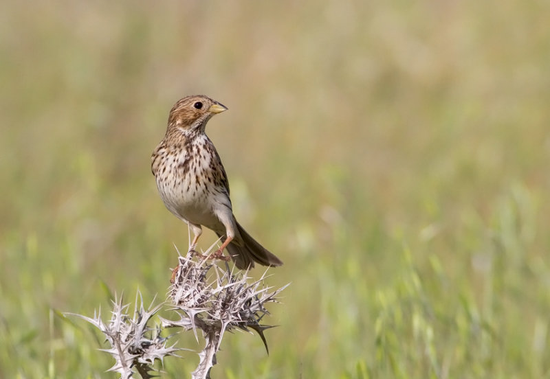 Corn Bunting