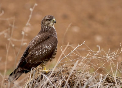 Common Buzzard 