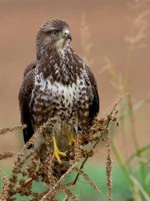 Common Buzzard 