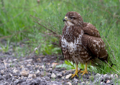 Common Buzzard 
