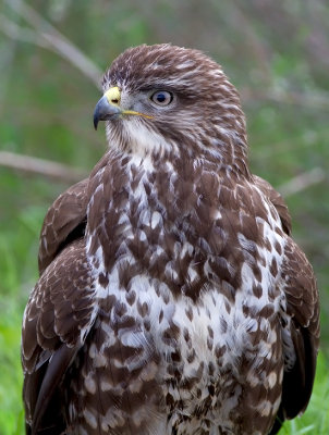 Common Buzzard 