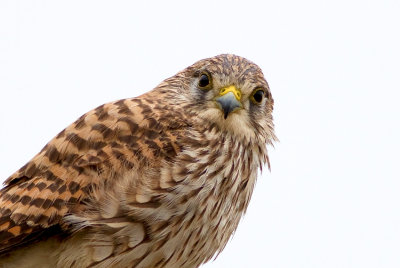  Common Kestrel 