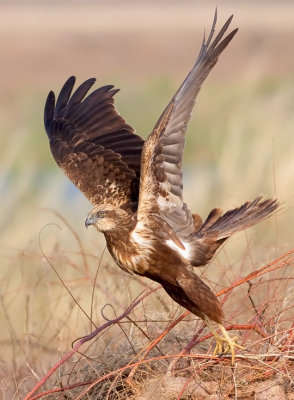 Marsh Harrier 