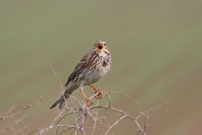 Corn Bunting