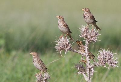 Corn Bunting