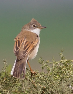 Whitethroat