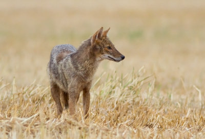 Golden Jackal