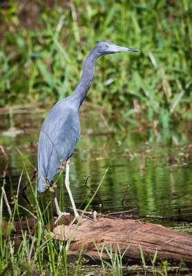 Little Blue Heron