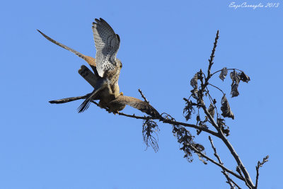Gheppio (Falco tinnunculus)