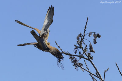Gheppio (Falco tinnunculus)