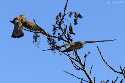 Gheppio (Falco tinnunculus)
