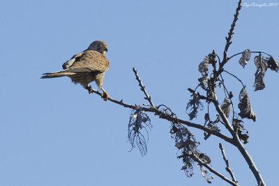 Gheppio (Falco tinnunculus)