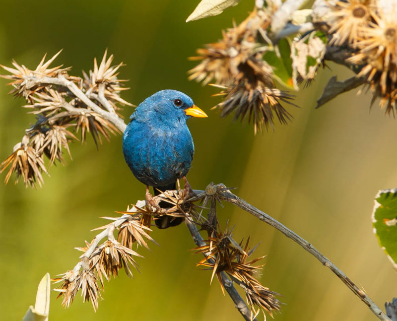 Blue Finch, Kobaltgors