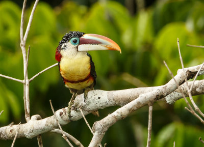 Curl-Crested Aracari, Kroeskoparassari