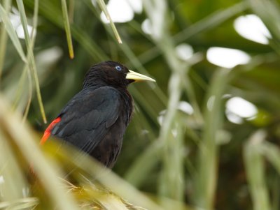 Red-Rumped Cacique