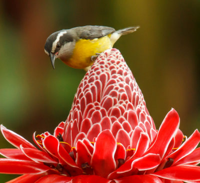 Bananaquit, Suikerdiefje