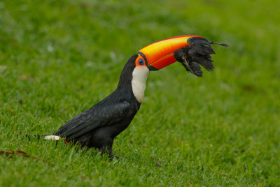 Toucans, Toucanets, Arassaris