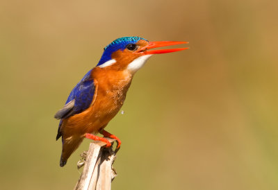 Kleine gekuifde Ijsvogel, Malachite kingfisher