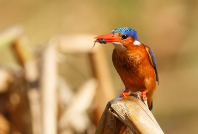 Kleine gekuifde Ijsvogel, Malachite kingfisher