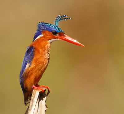 Kleine gekuifde Ijsvogel, Malachite kingfisher
