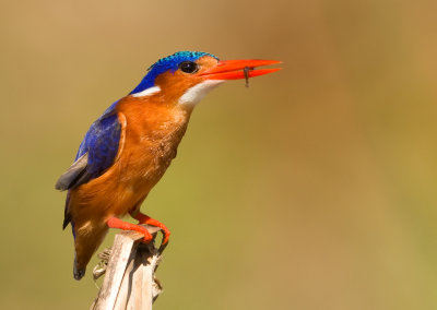 Kleine gekuifde Ijsvogel, Malachite kingfisher
