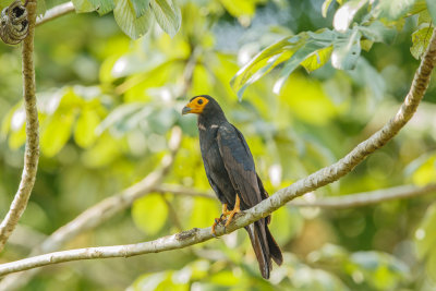 Black Caracara, Zwarte Caracara