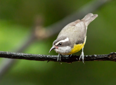 BananaQuit, Suikerdiefje