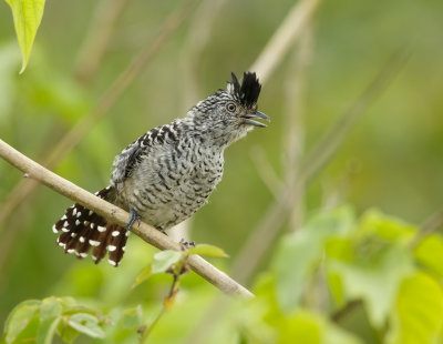 Antshrikes, Antbirds, Antwrens