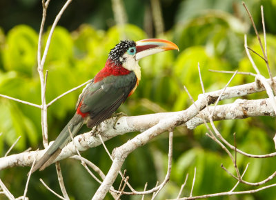 Curl-Crested Aracari, Kroeskoparassari