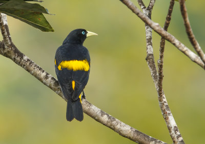 Geelstuitbuidelspreeuw, Yellow-Rumped Cacique