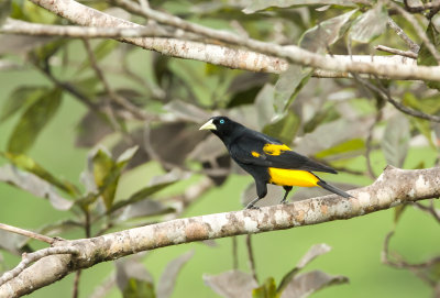 Geelstuitbuidelspreeuw, Yellow-Rumped Cacique