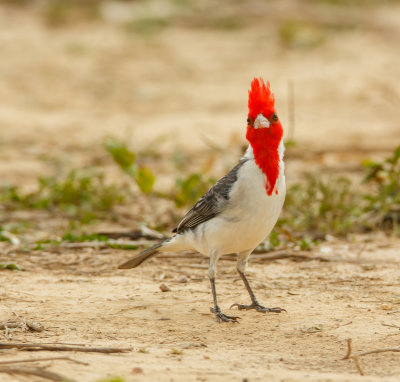 Red-Crested cardinal, Roodkuif Kardinaal