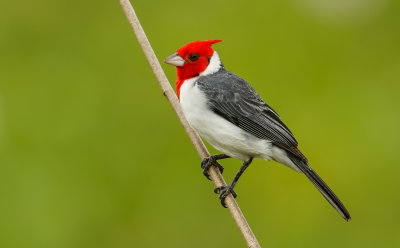 Red-Crested cardinal, Roodkuif Kardinaal