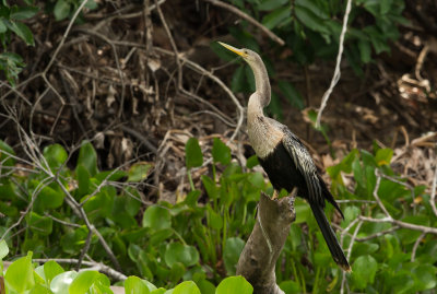 Amerikaanse Slangenhalsvogel, Anhinga