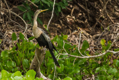 Amerikaanse Slangenhalsvogel, Anhinga
