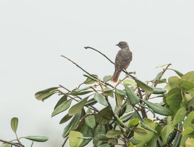Halsbandcotinga, Spangled Cotinga vrouwtje